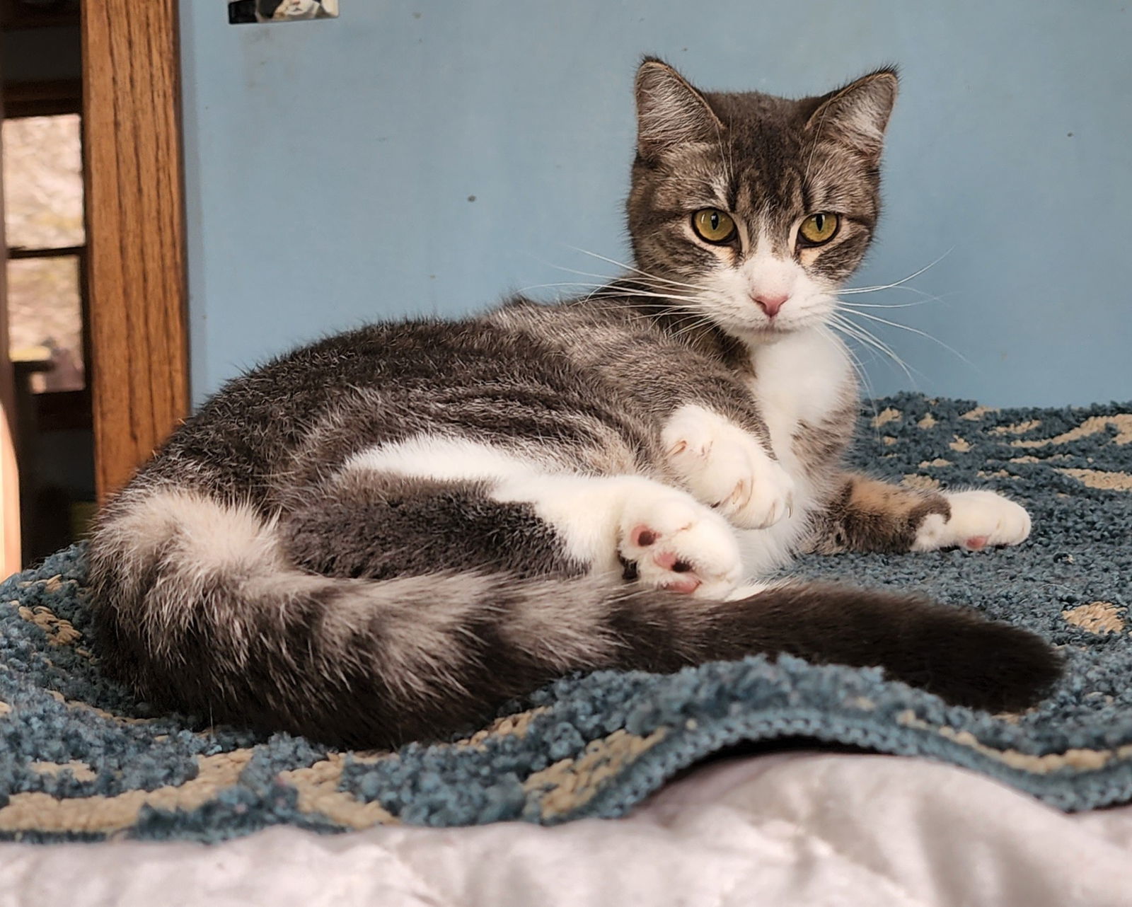 Fern, an adoptable Domestic Short Hair, Tabby in Forest Lake, MN, 55025 | Photo Image 2