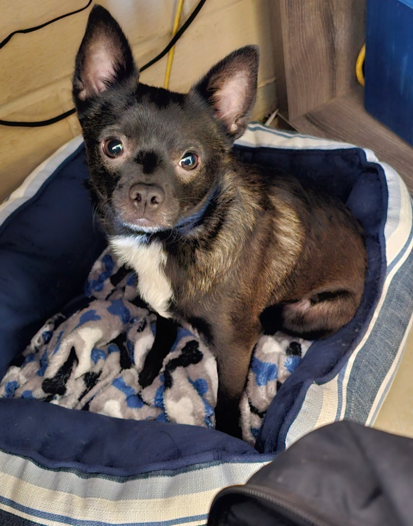 Huxley, an adoptable Chihuahua in Midland, TX, 79705 | Photo Image 1