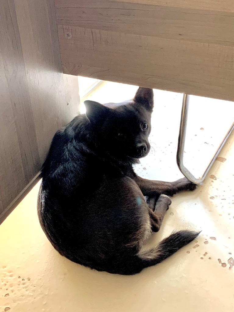 Huxley, an adoptable Chihuahua in Midland, TX, 79705 | Photo Image 2