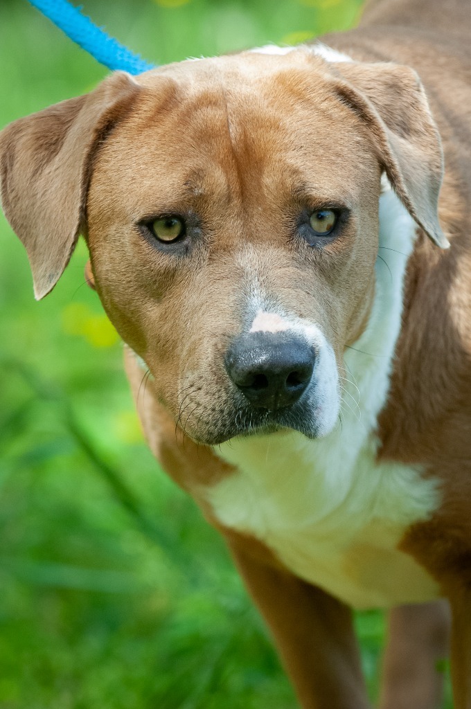 Princess, an adoptable Chow Chow, Shepherd in Johnson City, TN, 37604 | Photo Image 1