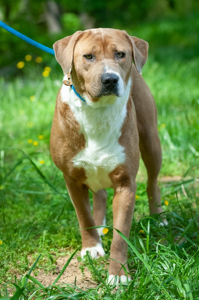 Princess, an adoptable Chow Chow, Shepherd in Johnson City, TN, 37604 | Photo Image 3