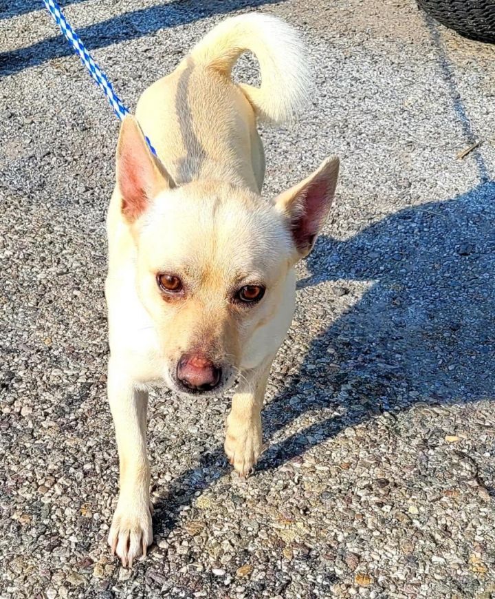 Ace, an adoptable Chihuahua & Shiba Inu Mix in Cambridge, MD_image-2