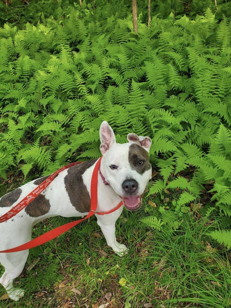 Dog for adoption - Poppy, a Pit Bull Terrier Mix in Groveland, MA