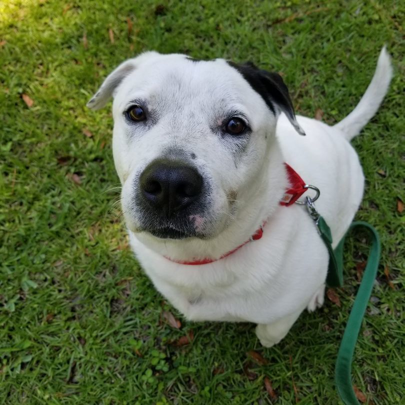 JOHN SNOW, an adoptable American Bulldog, Mixed Breed in Brunswick, GA, 31525 | Photo Image 3