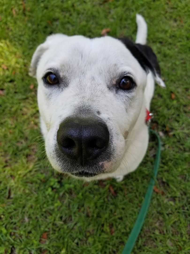 JOHN SNOW, an adoptable American Bulldog, Mixed Breed in Brunswick, GA, 31525 | Photo Image 4