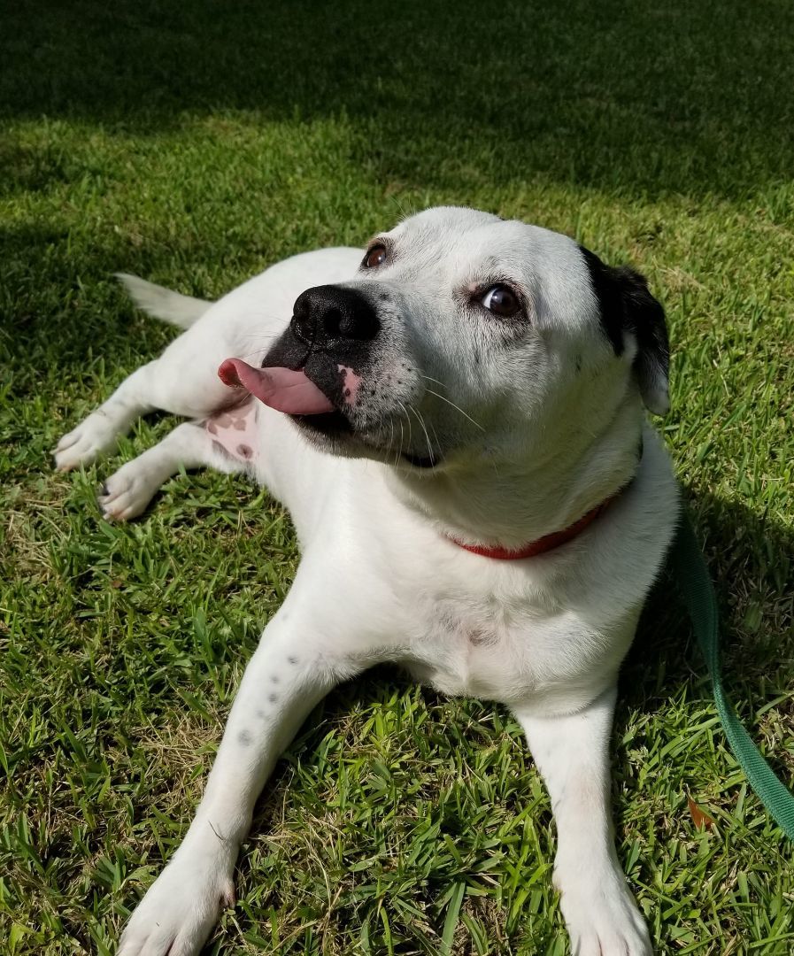 JOHN SNOW, an adoptable American Bulldog, Mixed Breed in Brunswick, GA, 31525 | Photo Image 5