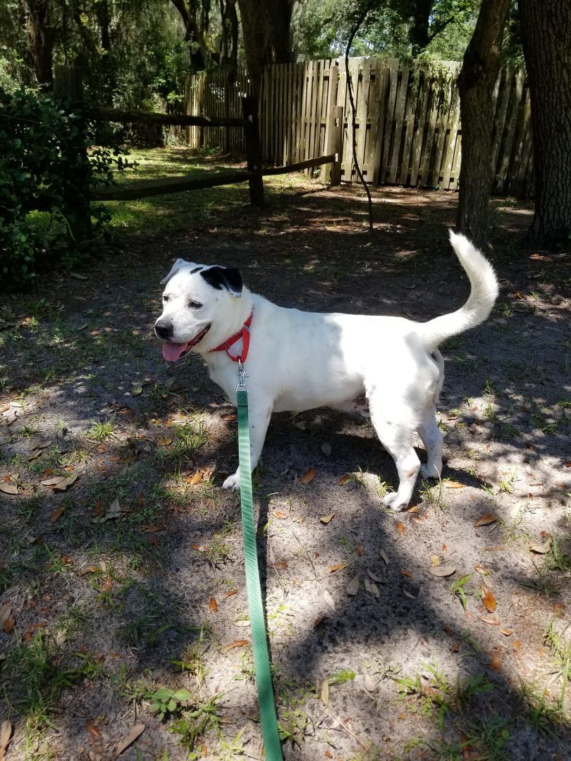 JOHN SNOW, an adoptable American Bulldog, Mixed Breed in Brunswick, GA, 31525 | Photo Image 6