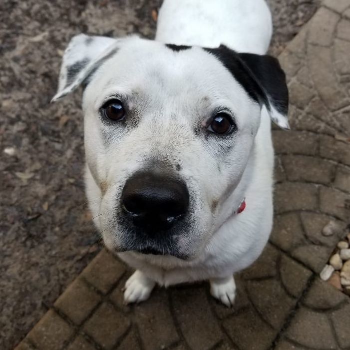 JOHN SNOW, an adoptable American Bulldog, Mixed Breed in Brunswick, GA, 31525 | Photo Image 1