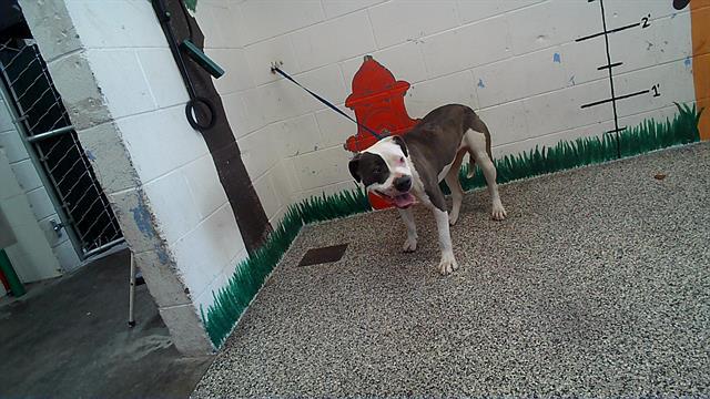LATTE, an adoptable Pit Bull Terrier in San Bernardino, CA_image-1