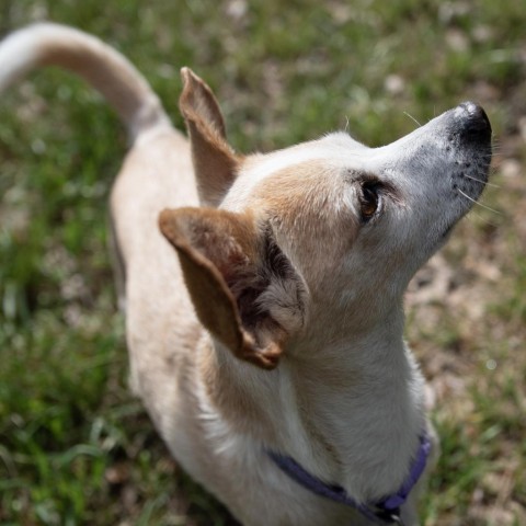 Chanel, an adoptable Rat Terrier Mix in Wimberley, TX_image-1