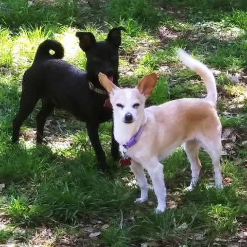 Chanel, an adoptable Rat Terrier Mix in Wimberley, TX_image-4