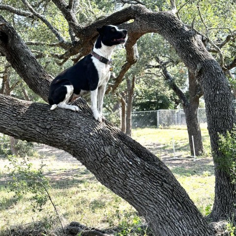 Cookie, an adoptable Labrador Retriever Mix in Wimberley, TX_image-1