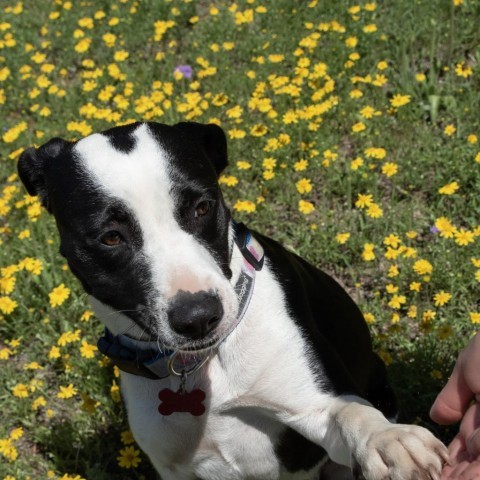 Cookie, an adoptable Labrador Retriever Mix in Wimberley, TX_image-4