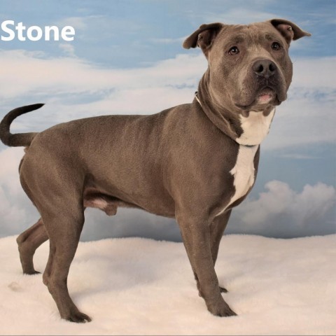 Stone 1