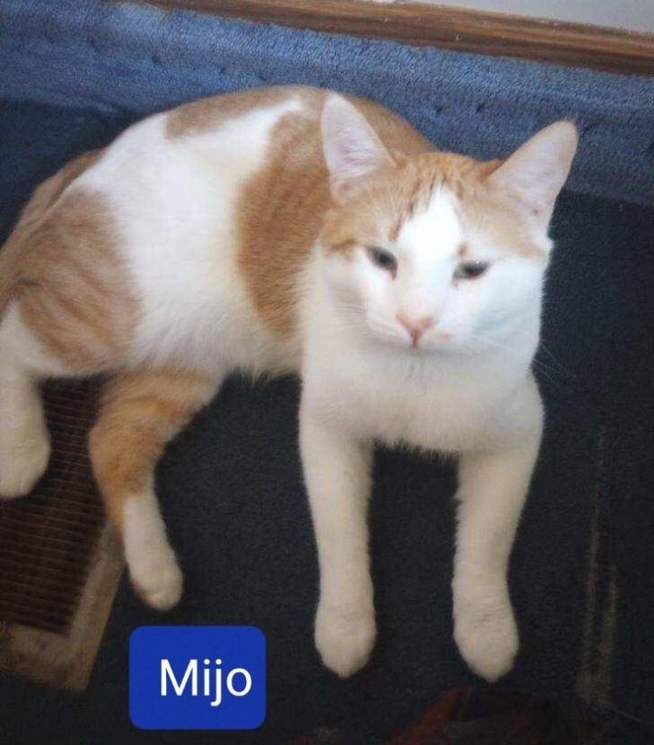Mijo, an adoptable Tabby & Domestic Short Hair Mix in Las Cruces, NM_image-2