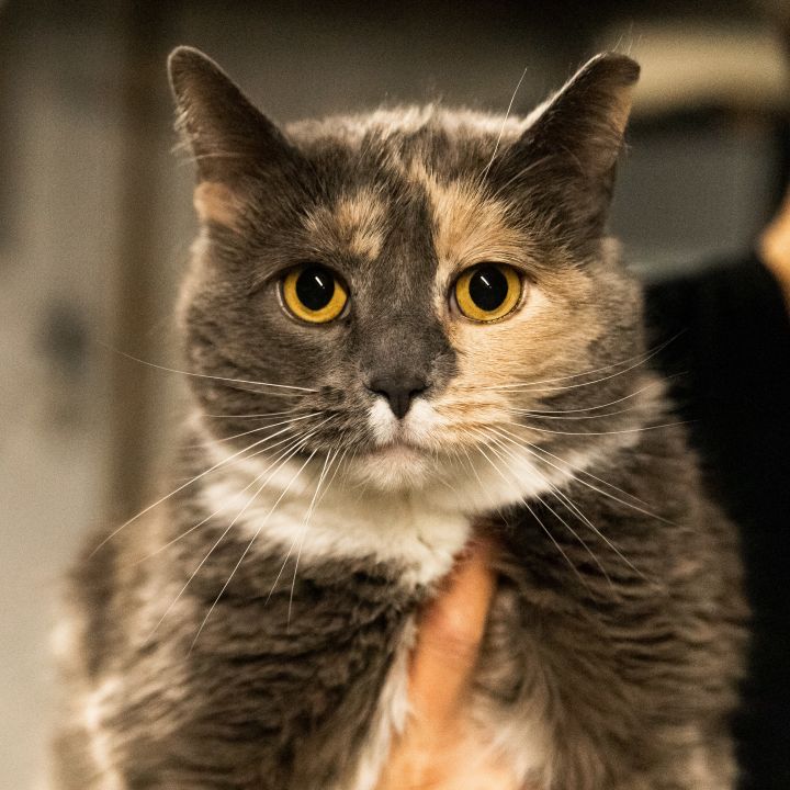 Molly Anderson, an adoptable Domestic Short Hair in Dayton, OH_image-2