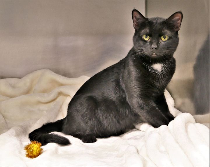 PANTHER, an adoptable Domestic Short Hair in Beechbottom, WV_image-2