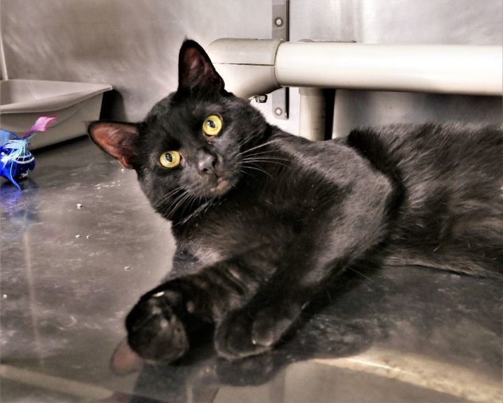 PANTHER, an adoptable Domestic Short Hair in Beechbottom, WV_image-1