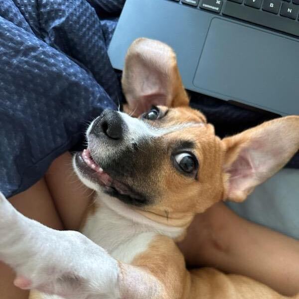 Arya 3