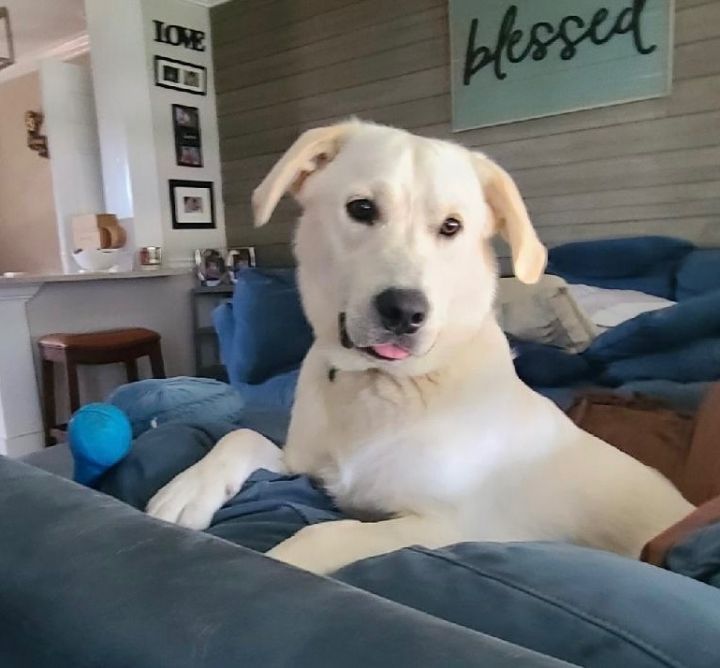 Max, an adoptable Labrador Retriever & German Shepherd Dog Mix in New Orleans, LA_image-1