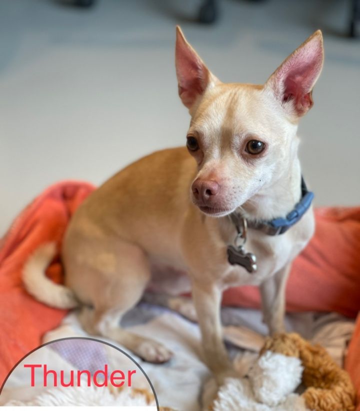 Thunder, an adoptable Chihuahua & Miniature Pinscher Mix in Dalton, GA_image-1