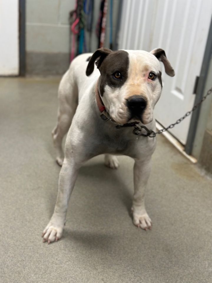 King Calloway, an adoptable Staffordshire Bull Terrier Mix in Hopkinsville, KY_image-1