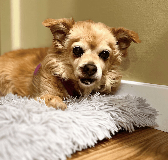 Blanche, an adoptable Chihuahua in Beverly Hills, CA_image-1