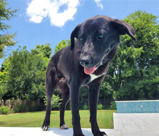 CHICKADEE, an adoptable Labrador Retriever Mix in Rosenberg, TX_image-1