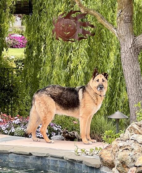 ROCKY, an adoptable German Shepherd Dog in Sacramento, CA_image-1