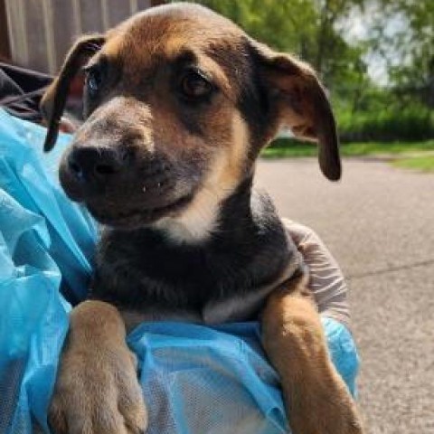 Winky, an adoptable German Shepherd Dog & Rottweiler Mix in Edinburg, TX_image-2