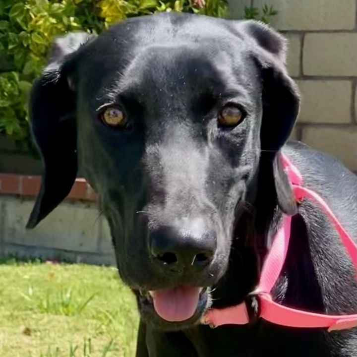 Sydney *Courtesy Post*, an adoptable Black Labrador Retriever & Weimaraner Mix in Newport Beach, CA_image-6