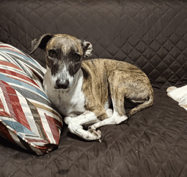 Twiggy, an adoptable Whippet Mix in Dallas, TX_image-1