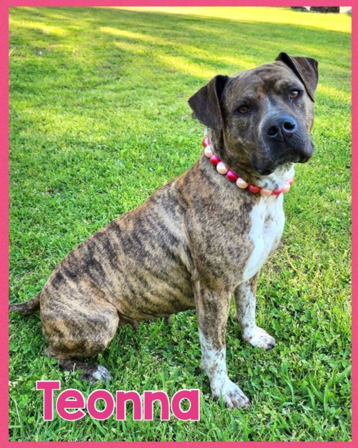 Teonna, an adoptable Mountain Cur & Boxer Mix in Bolivar, TN_image-1