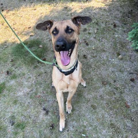 Great dane black store mouth cur mix