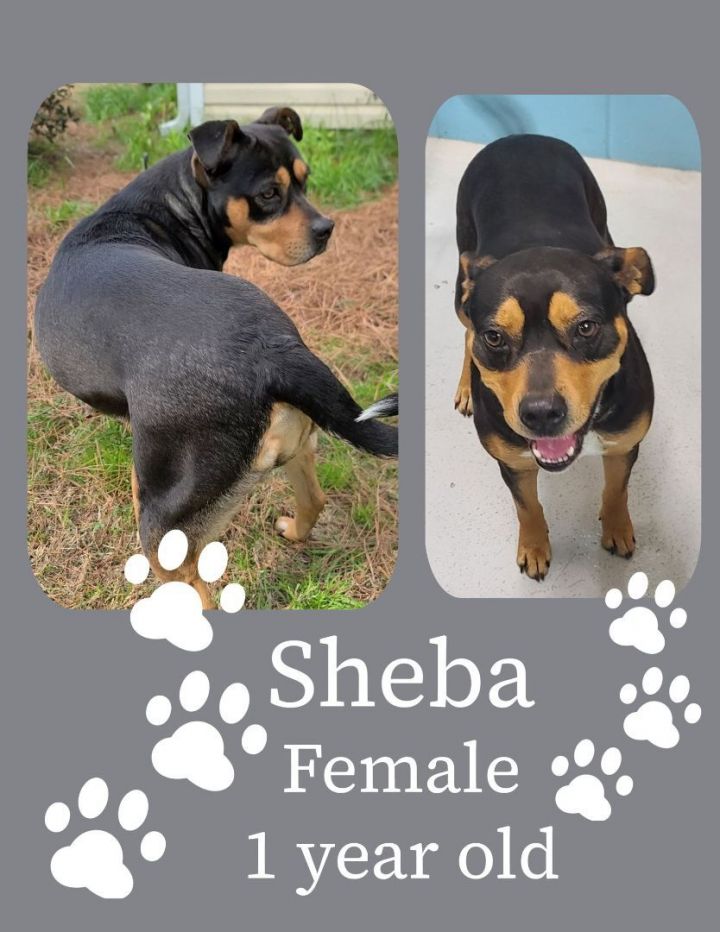 Sheba 1