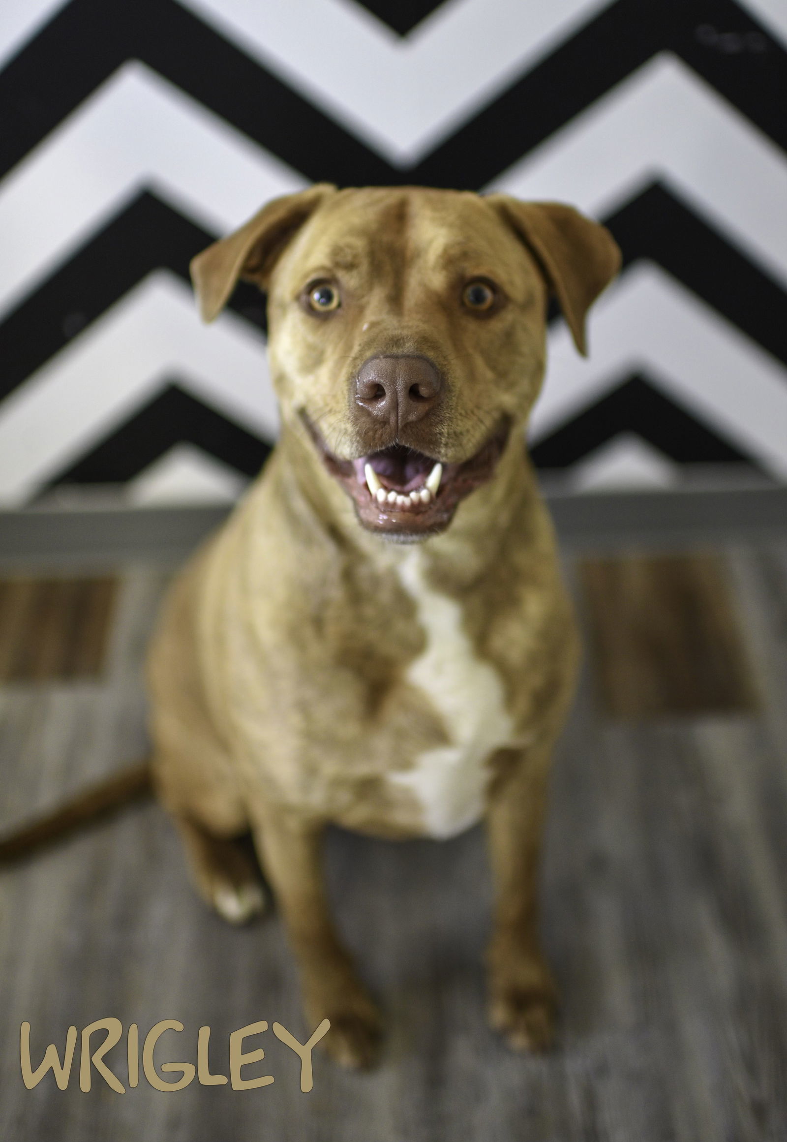 Wrigley, an adoptable Pit Bull Terrier in Topeka, KS, 66614 | Photo Image 1