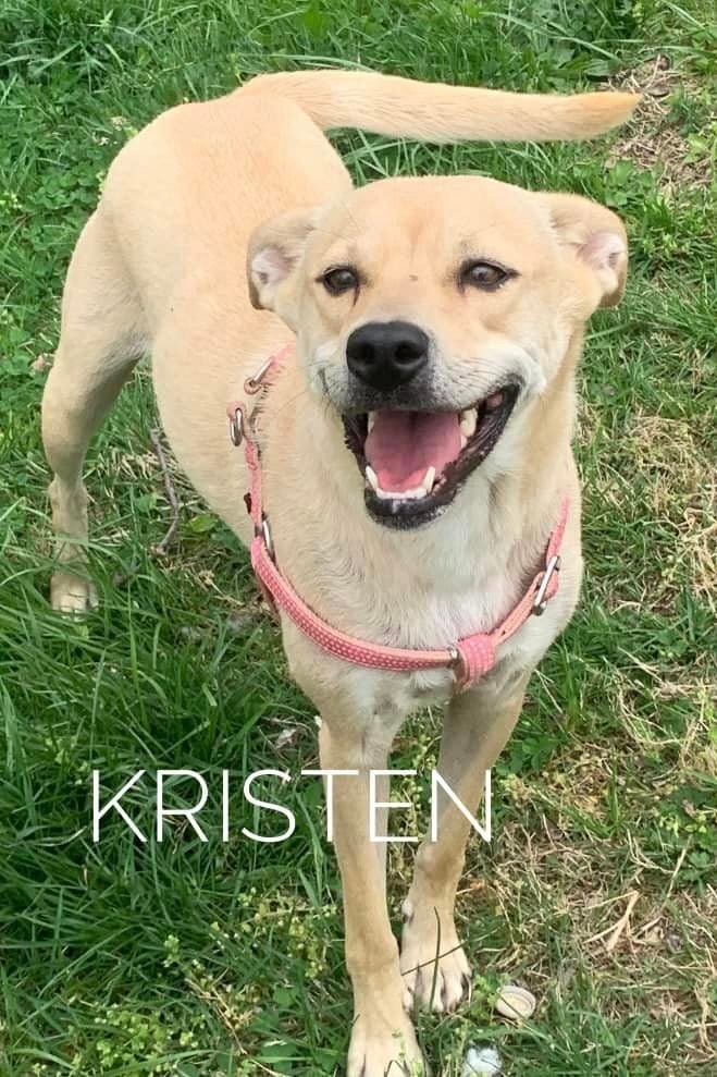 Kristen, an adoptable Yellow Labrador Retriever Mix in Rockville, MD_image-1
