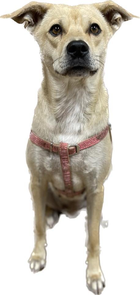 Kristen, an adoptable Yellow Labrador Retriever Mix in Rockville, MD_image-2