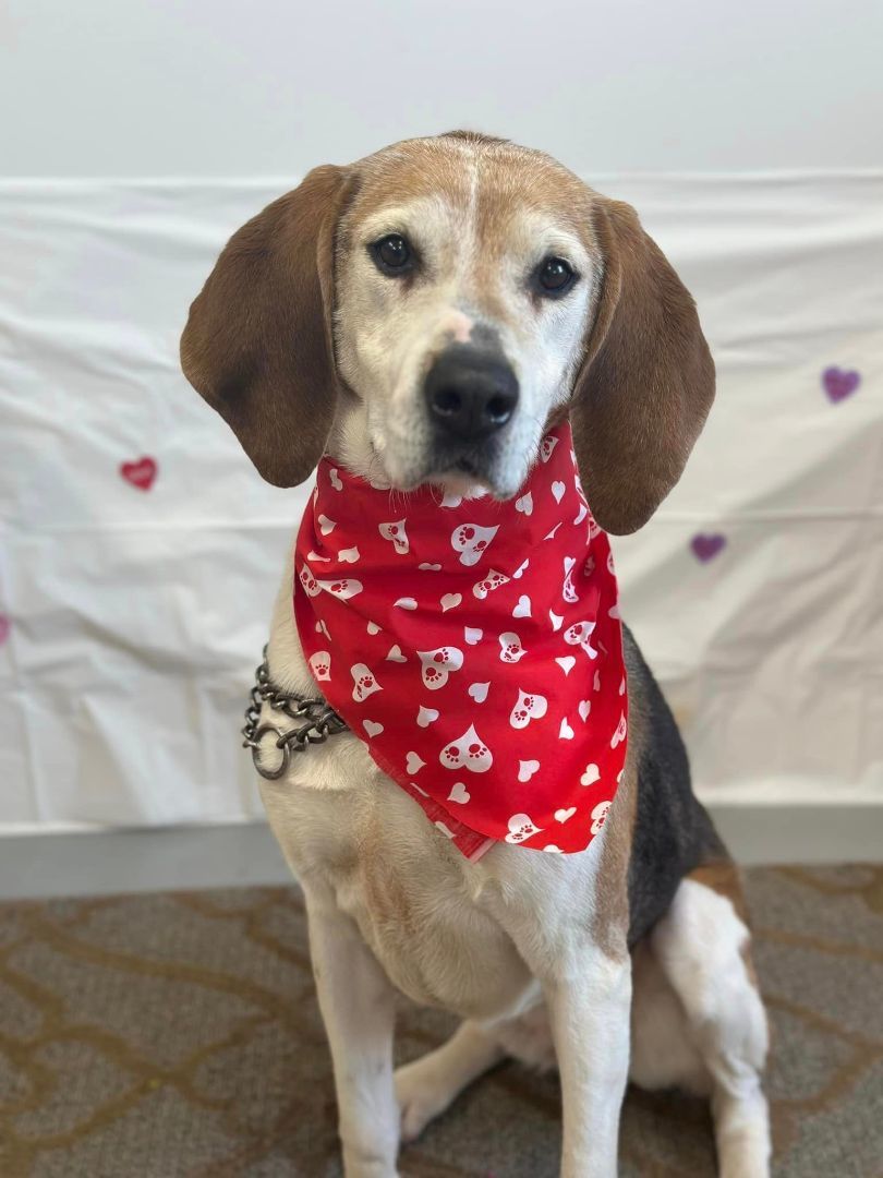 Wrigley, an adoptable Foxhound in Shelby, MI, 49455 | Photo Image 2