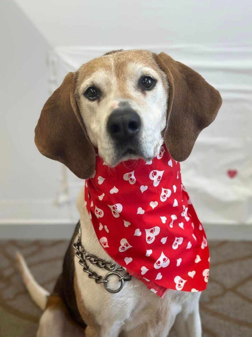 Wrigley, an adoptable Foxhound in Shelby, MI, 49455 | Photo Image 1