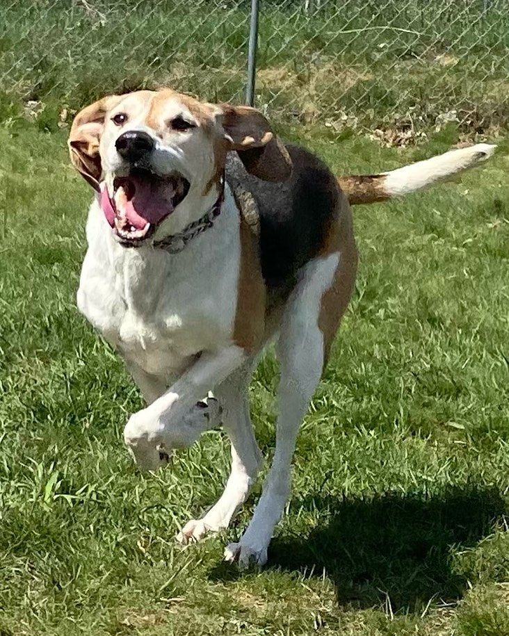 Wrigley, an adoptable Foxhound in Shelby, MI, 49455 | Photo Image 3