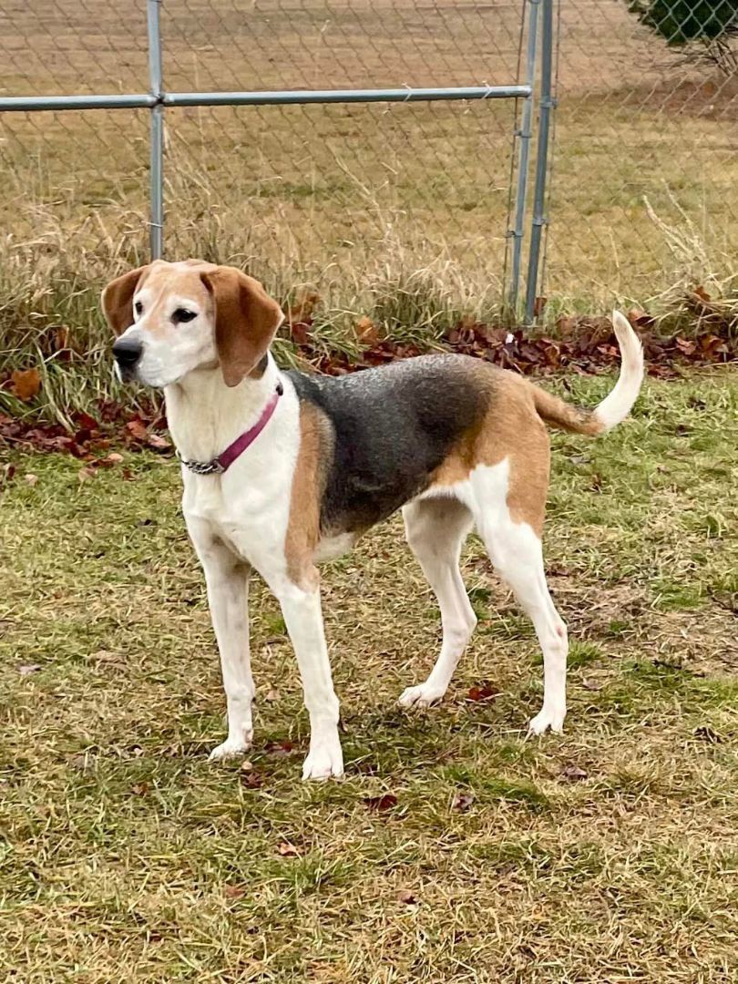 Wrigley, an adoptable Foxhound in Shelby, MI, 49455 | Photo Image 4