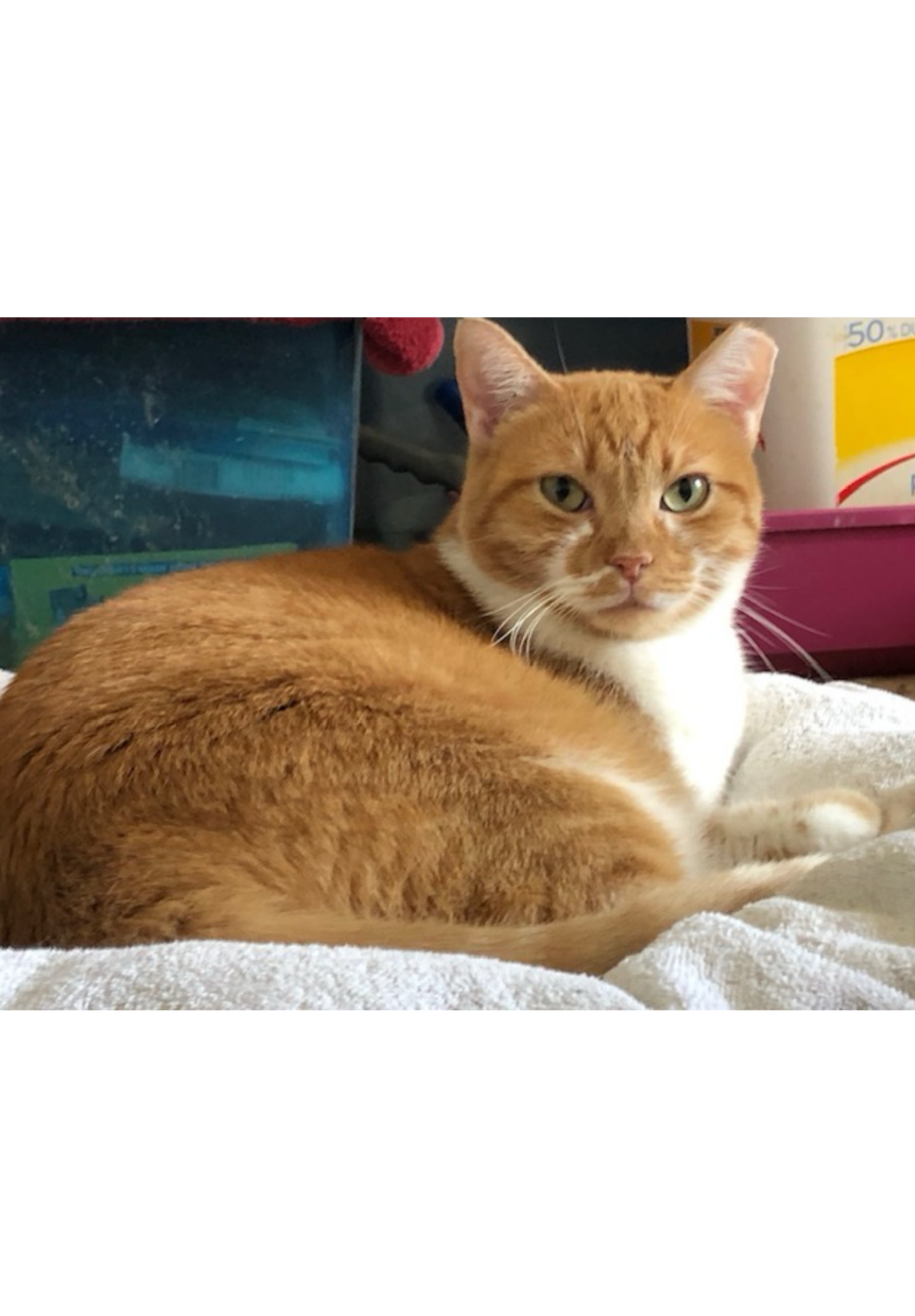 Rachelle - Courtesy Post, an adoptable Tabby, Domestic Short Hair in Euless, TX, 76040 | Photo Image 1