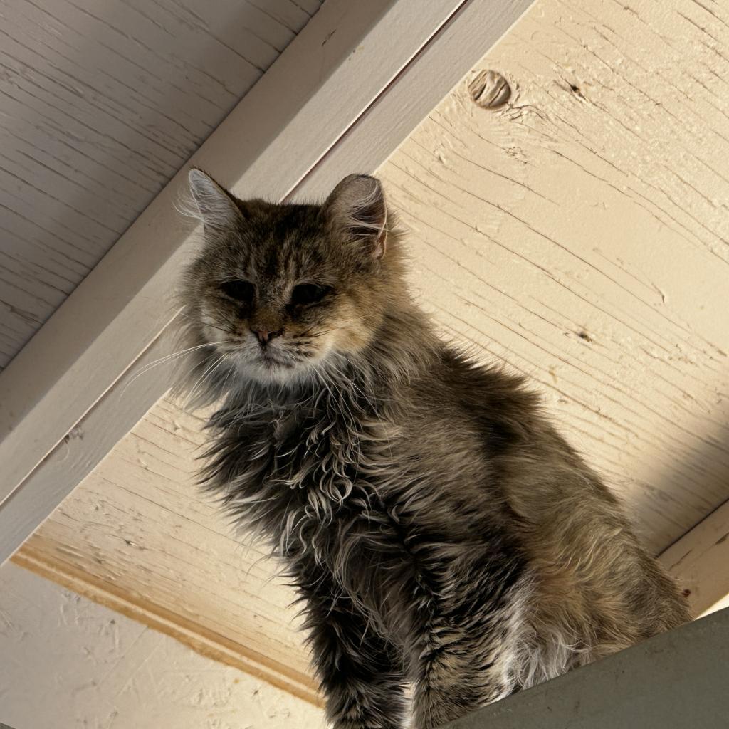 Ragnar, an adoptable Domestic Long Hair in Kanab, UT, 84741 | Photo Image 1