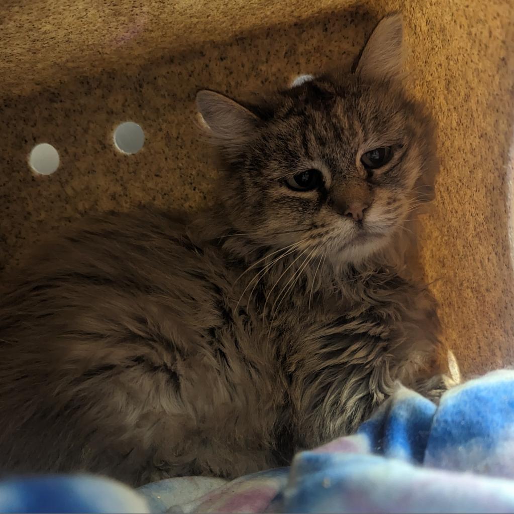 Ragnar, an adoptable Domestic Long Hair in Kanab, UT, 84741 | Photo Image 3