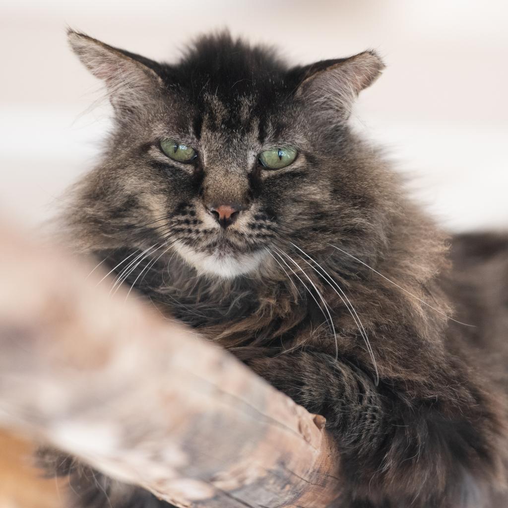 Grog, an adoptable Domestic Long Hair in Kanab, UT, 84741 | Photo Image 1