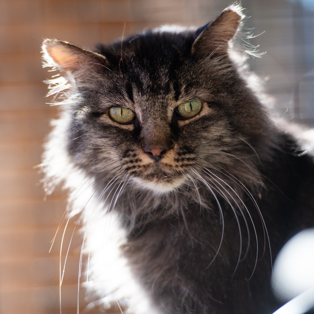 Grog, an adoptable Domestic Long Hair in Kanab, UT, 84741 | Photo Image 1