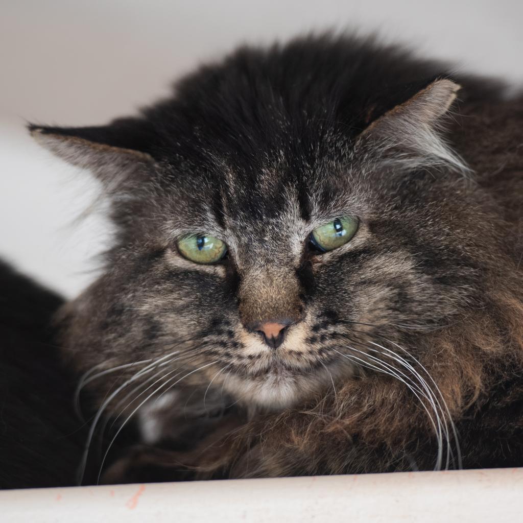 Grog, an adoptable Domestic Long Hair in Kanab, UT, 84741 | Photo Image 2