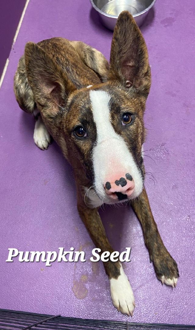 Pumpkin Seed 1