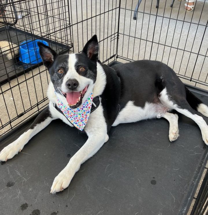 How We Raise Our Border Collie Puppies at Shadewood Farm and Kennel